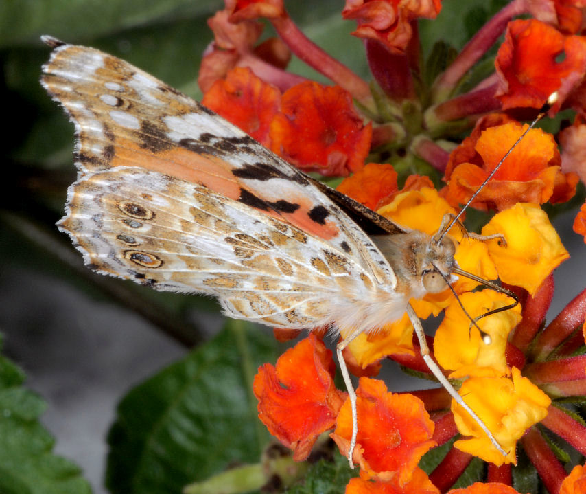 Vanessa cardui sulle lantane
